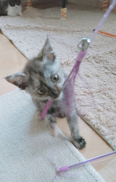 小さなサビ猫ちゃん(*^^)v
