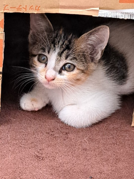 可愛い三毛の仔猫ちゃん