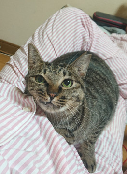 むちむちボディ！(女の子)