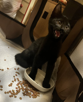 人懐っこい黒猫ちゃん(*´꒳`*)