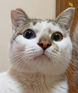 膝に乗せて！☆オッドアイ☆(男の子)