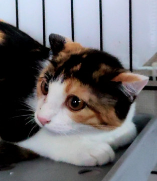 美猫 ぬいぐるみみたいな三毛猫ちゃん
