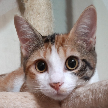 悲しみを乗り越えて家猫修行中の美人さん