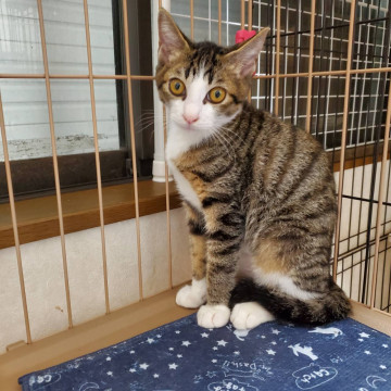 白いソックスのイケメンにゃんこ優太君