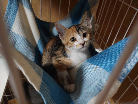 三毛猫子猫女の子推定23.6月生まれ
