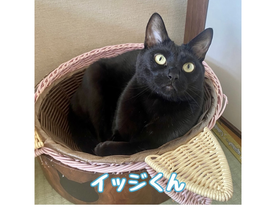 【お見合い歓迎】3兄妹のイッジくん