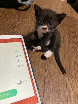 黒ひげちゃん