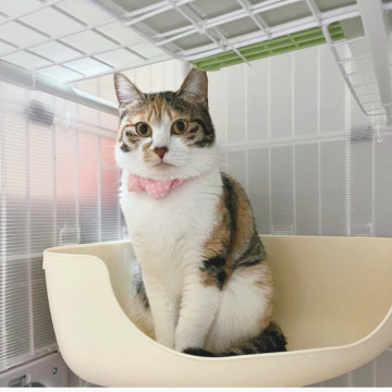 ツンデレさん❤️三毛猫みいちゃん