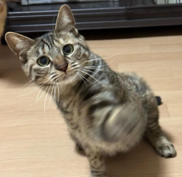 遊び大好き猫大好き❤️キジトラめいちゃん
