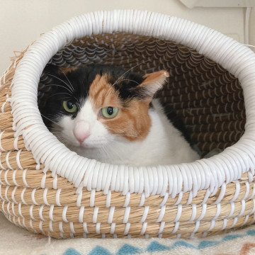 ブーケ姉妹❤️三毛猫和花ちゃん