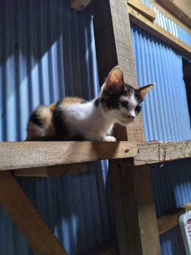 三毛猫ちゃん　メス
