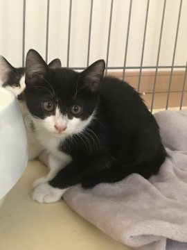 トムキャット子猫