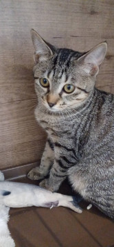 可愛い3姉妹家族になって下さい
