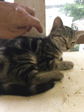 黒のアメショー柄のイケメンきじ君
