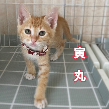 茶トラチビーズ【男子の部】①
