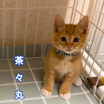 茶トラチビーズ【男子の部】③