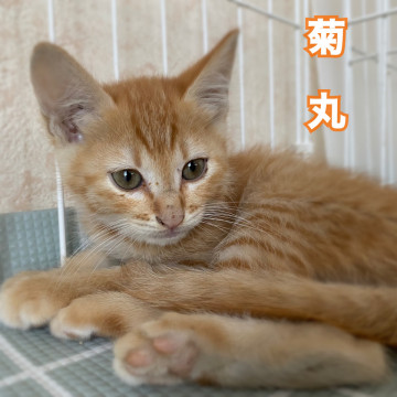 茶トラチビーズ【男子の部】④