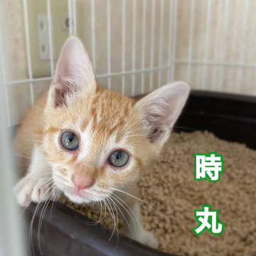 茶トラチビーズ【男子の部】⑤