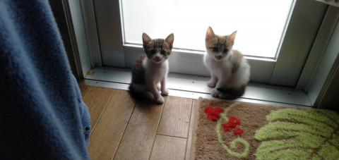 かわいい三毛とキジの子猫です