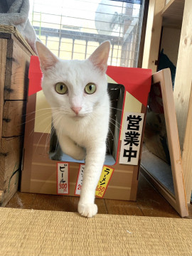 小柄な白猫ちゃん