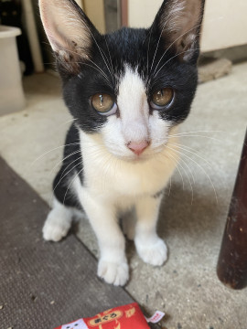 猫界最強のアイドル猫