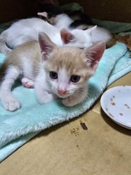可愛い茶白の子猫ちゃんです。