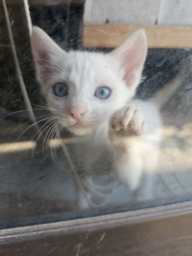 かわいい白猫ちゃんです。