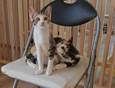 【動画】人慣れした三毛猫、おっとりさん
