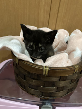 急募❗️一匹ぼっちのサビ猫ちゃん❣️