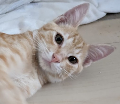 賢い・かわいい・甘えん坊❤ な美猫です