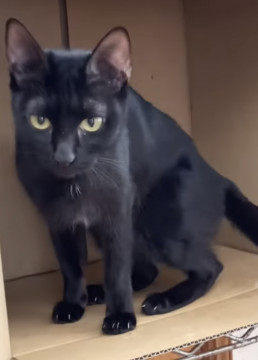 【譲渡予定】お腹は白い毛の黒猫ちゃん