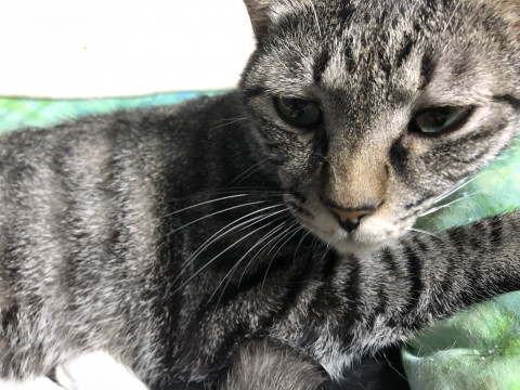 ビビリなキジトラちゃん