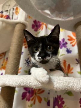 初めての方でも飼いやすい子猫ちゃんです