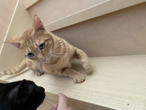 シャイな茶トラちゃん