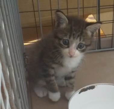 黒トラちゃん