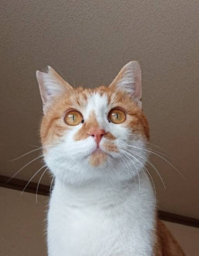 とにかくデカい！きなこさん（男の子）