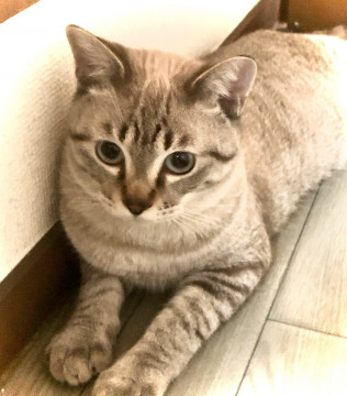 ちょっと控えめサバトラ兄弟のあくん