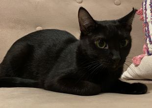 猫美(^-^)/ページ♡︎ 猫美(^-^)/ページ♡︎
