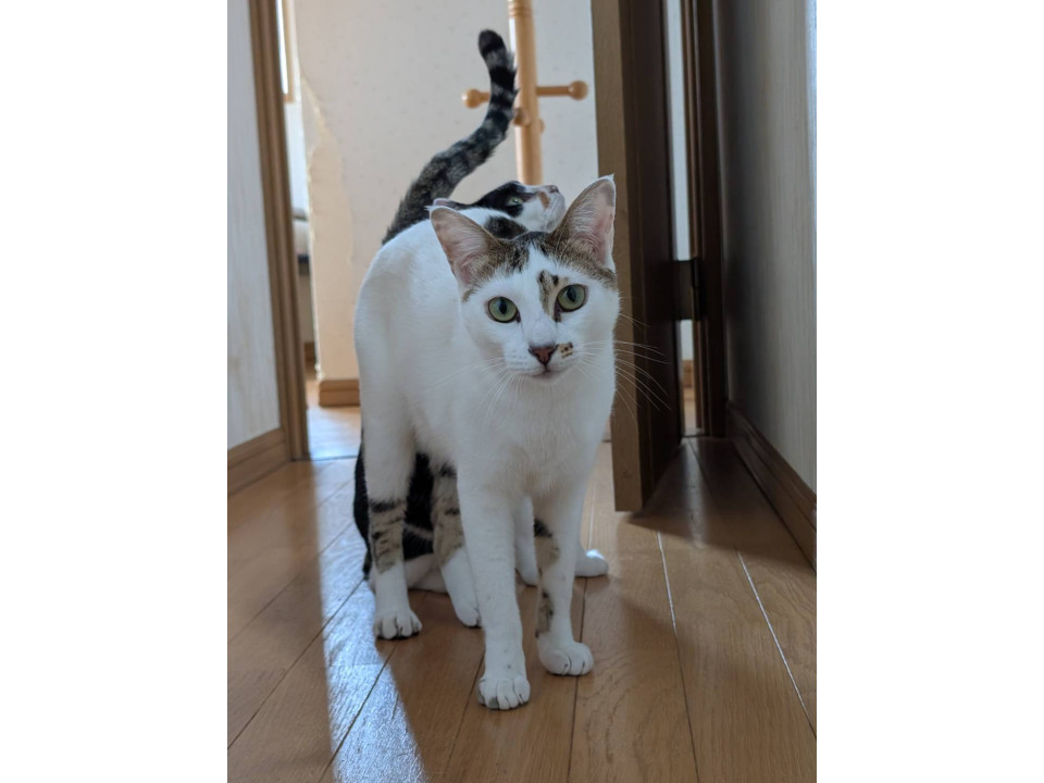 11/2堺市里親会★ルー