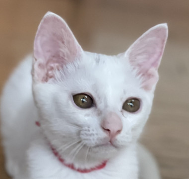 真っ白な美猫さん！生後4か月！