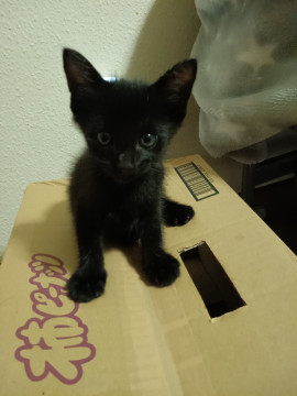 生後1ヶ月の黒猫