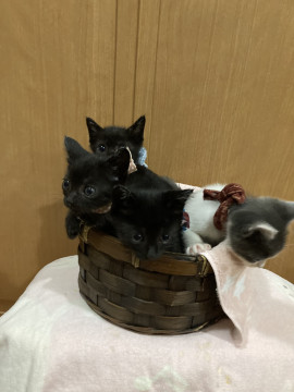 きょうだいネコ❣️黒猫ちゃん②‼️