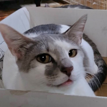 お腹の模様が可愛いグレー白のソナちゃん♀