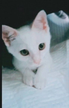 真っ白な美猫ちゃん❤️（後肢麻痺あり）
