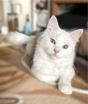 白猫 ★ おそらく長毛さん