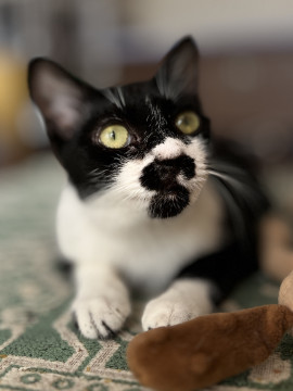 マカロニ☆３歳くらい