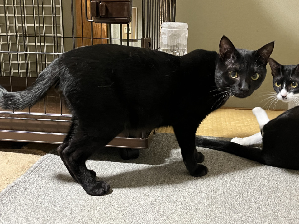 ３兄弟の男の子2