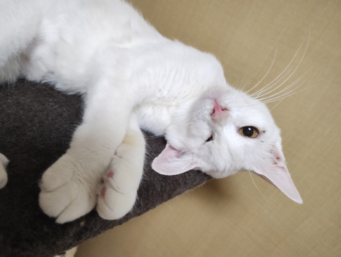 ❤️片目の白猫ちゃん❤️