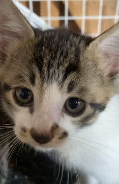 雪降る前には…子猫の里親募集します。