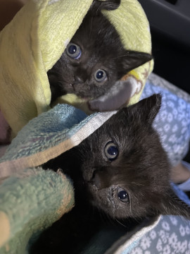 生後1ヶ月ほどの姉妹 黒猫